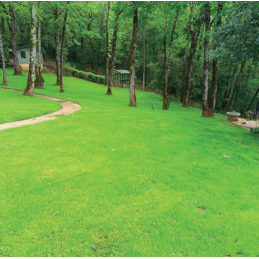 Gazon Echo First -...